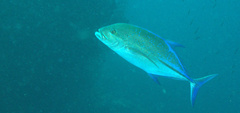 Caranx melampygus