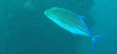 Caranx melampygus