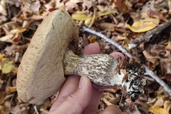 Leccinellum pseudoscabrum