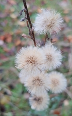 Ionactis linariifolia