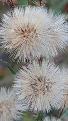 Ionactis linariifolia