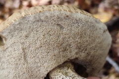 Leccinellum pseudoscabrum