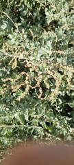 Atriplex halimus