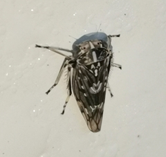 Stenidiocerus poecilus