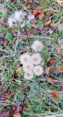 Ionactis linariifolia