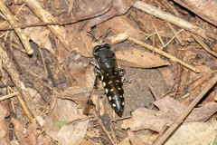 Stictia
