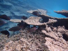 Thalassoma