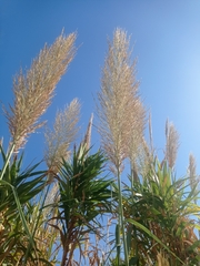 Arundo