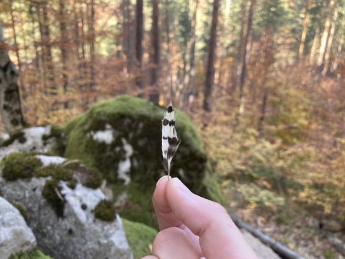 Plume de Pic épeichette