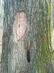 Corticium roseum