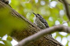 Yungipicus moluccensis