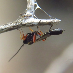 Pimplinae