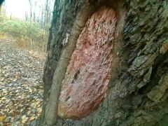 Corticium roseum