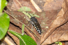 Stictia