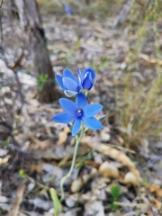 Thelymitra crinita