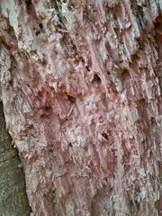 Corticium roseum
