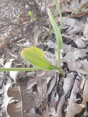 Thelymitra crinita