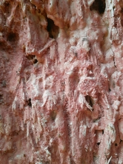 Corticium roseum