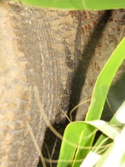 Tarentola mauritanica