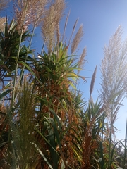 Arundo