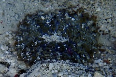 Actinostella flosculifera