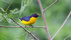 Euphonia violacea