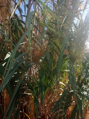 Arundo