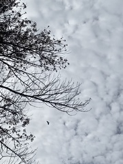 Cathartes aura