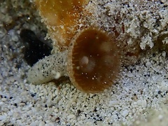 Palythoa grandiflora