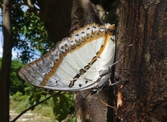 Polyura nepenthes