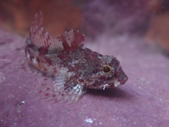 Taurulus bubalis