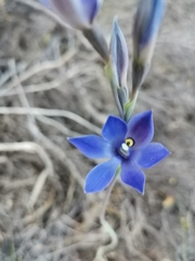 Thelymitra graminea