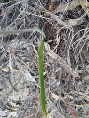 Thelymitra graminea