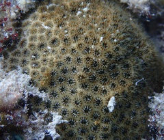 Stephanocoenia intersepta