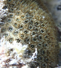 Stephanocoenia intersepta