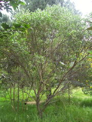 Baccharis bogotensis