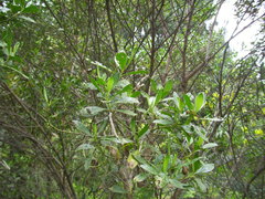 Baccharis bogotensis