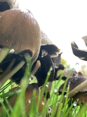 Micacei