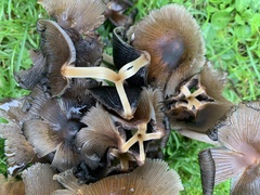 Micacei