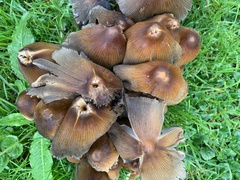 Micacei