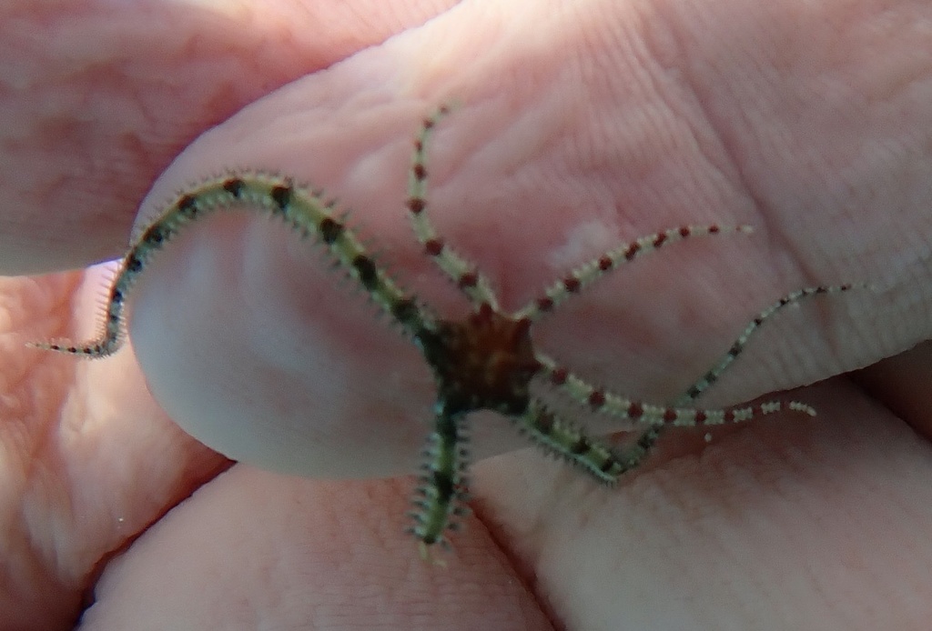 Coralline Brittle Star