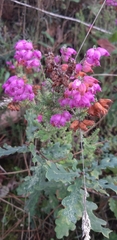 Erica ciliaris