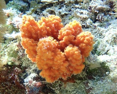 Ptilocaulis walpersii