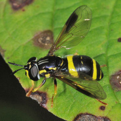 Chrysotoxum bicinctum