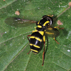 Xanthogramma