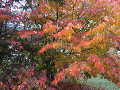 Parrotia persica