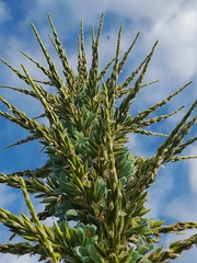 Puya alpestris