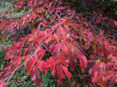 Parrotia persica