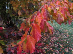 Parrotia persica