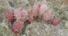Homotrema rubrum